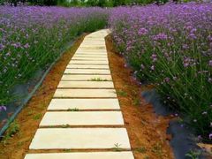 -紫颐香薰山谷景区