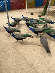 -萌宠亲子动物乐园(槐房万达店)