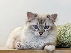 -有喵·猫咖·狗咖·40+猫狗有小奶狗(岗厦店)