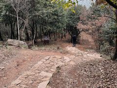 -树山生态村
