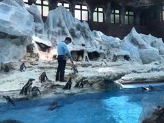 -帝企鹅自助餐厅•儿童岛•真企鹅(长隆企鹅酒店)