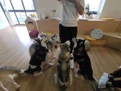 -Husky Go! 哈士奇体验馆·宠物咖啡厅狗咖