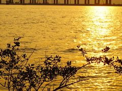 -宝安西湾红树林湿地公园