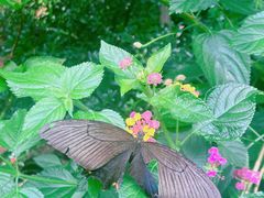 -谷咖啡·鲜花绿植花园餐厅