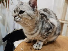 -共舞时光猫咖·狗咖(新街口店)