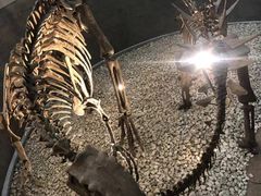 -国家自然博物馆