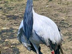 -哈尔滨北方森林动物园