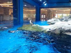 -上海海昌海洋公园