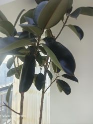 -HEYAN荷妍专业脱毛连锁机构