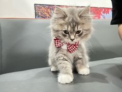 -芸山季·云南山珍菌火锅(万象前海店)