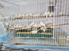 -哈尔滨道外花鸟鱼市场