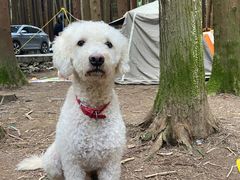 -武陵山森林公园