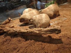 -Zoolung Zoolung动物主题公园(海信广场店)