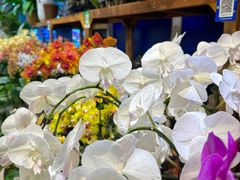 -双季花艺园艺市场(浦东店)