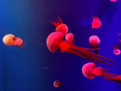 -成都浩海立方海洋公园