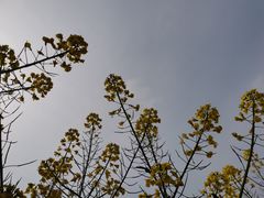 -蜀九香火锅(九眼桥店)