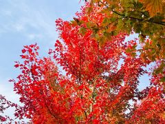 -北京西山国家森林公园