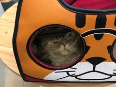 -瑞派动物医院·猫专科·至诚(江南中分院)