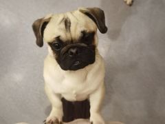 -喜柴咖啡·柴犬狗咖
