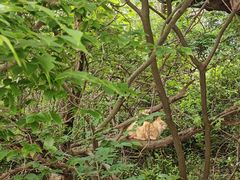 -采石矶景区