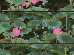 -东郊湿地公园