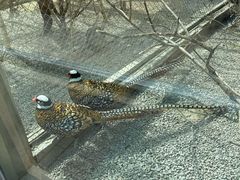 -青藏高原野生动物园