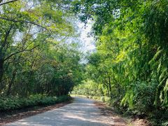 -上海海湾国家森林公园