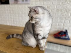 -平行世界·猫咖(首经贸店)