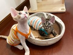 -山宅一喵德文卷毛猫舍