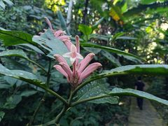 -中国科学院西双版纳热带植物园