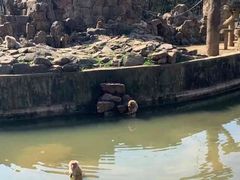 -合肥野生动物园