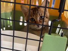 -艾贝尔宠物医院·24H转诊中心·肿瘤猫专科(江宁双龙店)