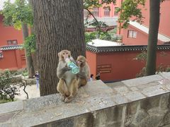 -黔灵山公园
