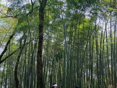 -西湖风景区十里琅珰-五云山