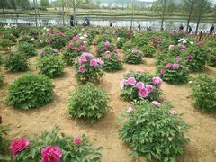 -羊亭河湿地公园