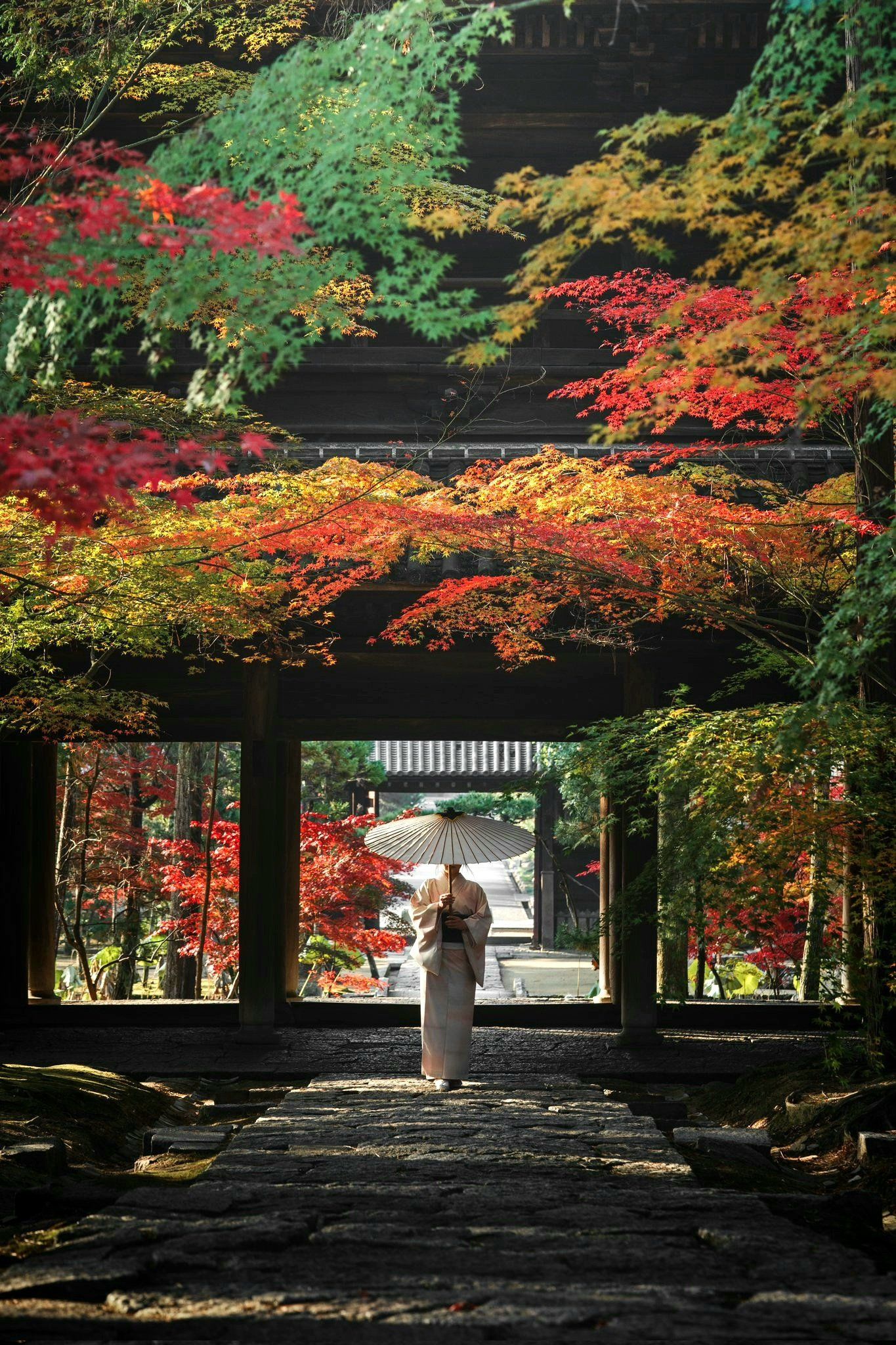 红叶禅意,秋日影