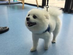 -博特宠物医院24h犬猫全科.骨科·异宠