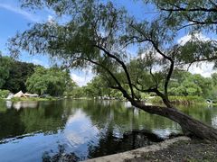 -上海共青森林公园