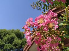 -中国茶叶博物馆(双峰馆区)