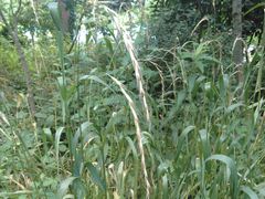 -上海佘山国家森林公园西佘山园