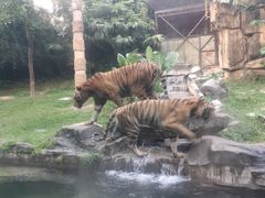 -深圳野生动物园