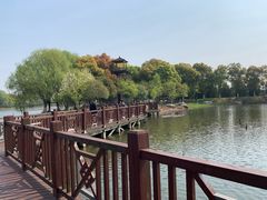 -荷塘月色湿地公园·向阳花洲
