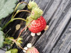 -胜丰草莓采摘园