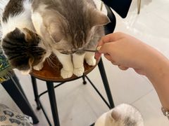 -平行世界·猫咖(首经贸店)
