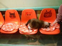 -猫咪博物馆(顶澳仔猫街店)