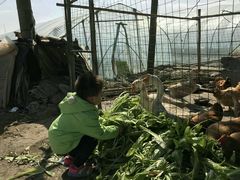 -青浦采草莓天天草莓园