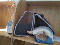 -美联众合动物医院·24h京西诊疗中心