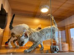-猫十亿·布偶金渐层·曼基康矮脚猫舍(青年路店)