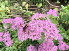 -北京园博大酒店