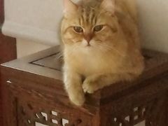 -康乐宝动物医院